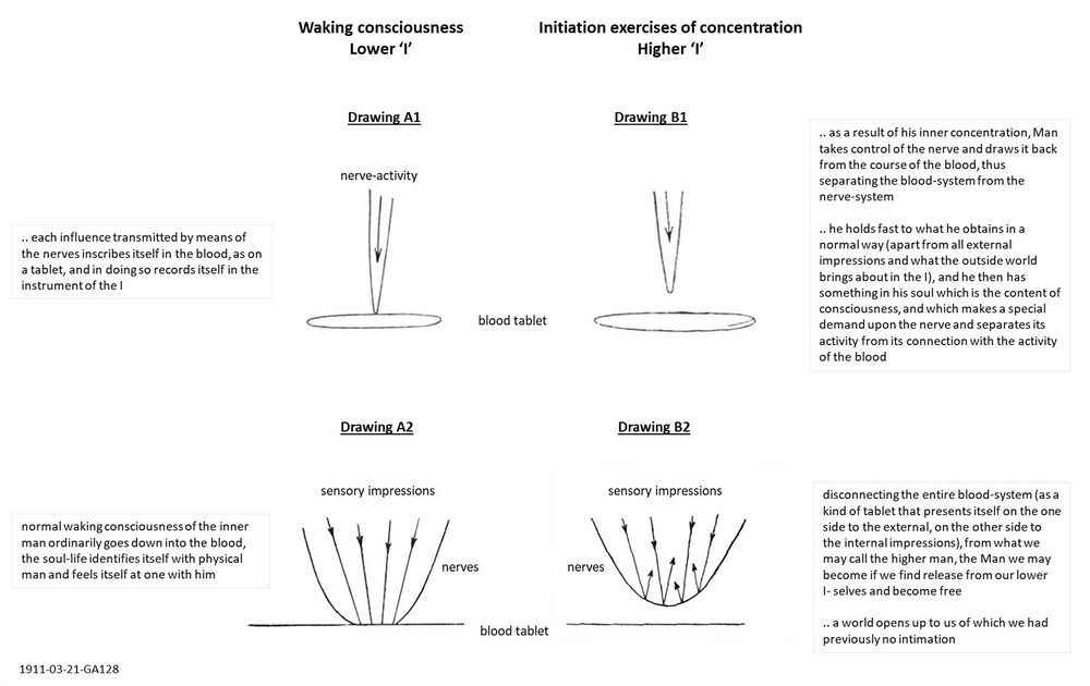 illustrates On the left: the principle underlying waking consciousness with astral perception being transferred through the nerve system and inscribed into the blood, whereby Man lies in the world of sensory perceptions and identifies his I with this image. On the right: through concentration exercises, Man can withdraw from this 'mechanism' and separate his astral sense activity from the blood circuit, thereby freeing himself and opening up to consciousness of the next higher astral world.