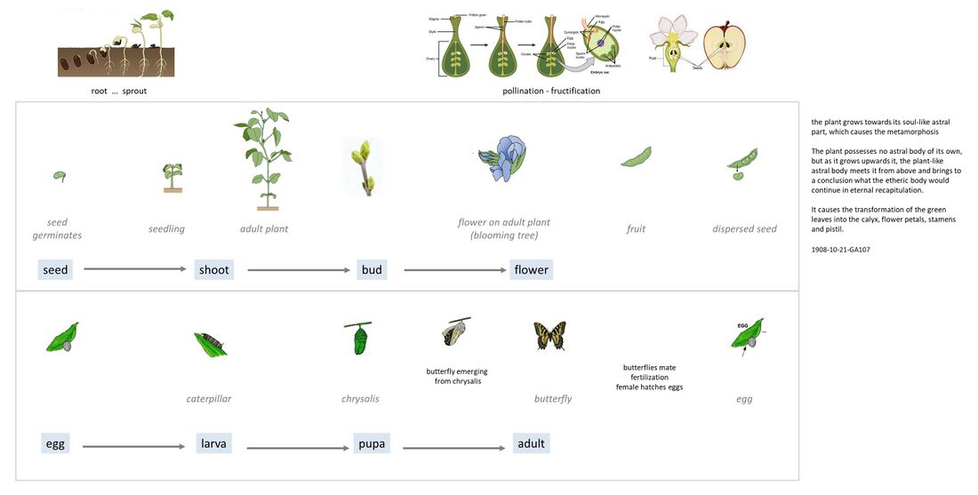 shows metamorphosis in the plant and animal kingdoms, and the amazing transformation of form due to the workings of the laws of the astral and etheric on the mineral in the physical world. The butterfly represents a universal symbol for metamorphosis. The comparative baseline (terms in blue below) is taken from Grohmann's book 'The Plant'. He describes in comparative way the pre-dominant forces in the threefold process: how in the root, a salt process with centripetal forces is mostly active (corresponding to the head-nerve subsystem in Man); whereas in the flower a warmth process with expansive centrifugal forces is mostly active (corresponding to the metabolic-limb and digestive in Man). In the leaf, a light process is active (corresponding to the rhythmic subsystem in Man).