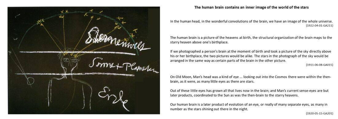 is a BBD illustration by Rudolf Steiner of how the convolutions of the human brain contain an image of the whole universe .. a metamorphosis of the cognitive organ or 'eye' on Old Moon, with "as many small separate eyes as the stars shining out there in the night."