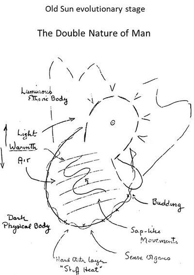 is a drawing by George O’Neil (based on Outline of Esoteric Science) of the twofold structure of Man arising during the Old Sun planetary stage of evolution. It illustrates the bifurcation into a higher and lower, see also Schema FMC00.194. This was the start of what we now call the Human etheric body, which evolved to the The double, see Schema FMC00.644. This etheric life principle is still found in and referenced by the plant kingdom today (and maps to the lower spirit world) - more on Man and nature's kingdoms in evolution.