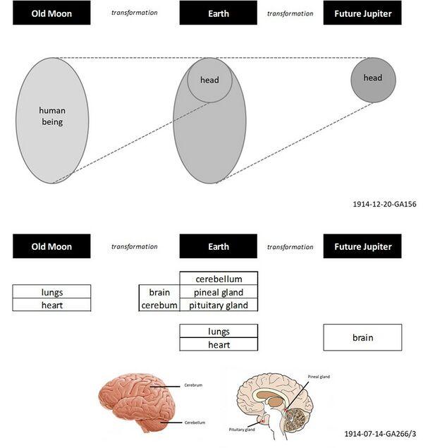 shows the structural transformation of the human being between planetary stages of evolution. A similar metamorphosis takes place at a different level currently between physical incarnations on Earth, see eg Schema FMC00.321.
