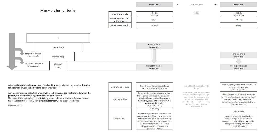 shows an illustration of the formative forces in the human being. On the left is shown how the stream of cosmic influences works from the I downwards and flows through the various bodily principles of the human structural make-up. If there are any unbalances causing illness, these can be compensated for through therapeutic substances from the plant or mineral kingdom that work on the etheric and mineral physical bodies, as represented by the small arrows. See more on healing with plants and healing with metals. On the right is shown the working of oxalic acid that is transformed in the human body into formic acid. Both oxalic and formic acid are needed by the human etheric and astral bodies. They can be seen as representatives for the etheric and astral domains, and the plant and animal kingdom produce these substances by natural excretion. The light grey arrows show the process of the astral and etheric body transforming these organic living substances into lifeless mineral matter. What matters to the I-organization is the process of transition and the effect of the formative forces of these substances, not what they represent as mineral matter with the chemical formulas given.