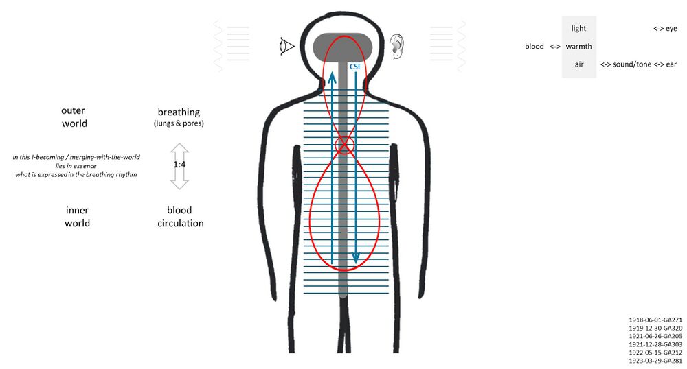 shows the Lyre of Apollo and the human nerve-sense subsystem with balance of breathing and blood circulation underlying human consciousness. "In every breath the cosmos enters into us, and this meets the blood, which is the expression of our inner forces" and "In breathing the outer world penetrates man; in circulation the inner world strives outward. Conscious life arises where the two streams meet.” Lower left: Building on Schema FMC00.681, this Schema serves as an illustration to the references quotes in the lower right corner that are on the topic pages of the different inter-related elements to bring together various aspects: a) how the breathing causes or pushes against the blood circulation b) the 4:1 ratio between the two rhythms (see also The heart's two blood circuits) c) how the breathing process causes the rhythmic undulation of the cerebrospinal fluid (CSF) - shown here with the dark blue vertical arros d) the whole considered along the spectrum of elements and ethers, so air processes related to the astral, the etheric working on the watery, the human I mediating warmth. *1918-06-01-GA271 and 1919-12-30-GA320 are on Nerve-sense subsystem#lyre of Apollo *1921-06-26-GA205 and 1923-03-29-GA281 are on Rhythmic subsystem#Hexameter *1921-12-28-GA303 and 1922-05-15-GA212 are on Human breathing#Conscious thinking and rhythm of cerebrospinal fluid (CSF) The six references are given to initialize one's study of these subtopics (with other references on these pages) that have to be integrated in one's mind. Furthermore see also: The heart's two blood circuits (shown here in red) and Between heart and brain. On the left: In breathing, the human being is entirely conjoined with the cosmos. The air which I have just breathed in was formerly an ingredient in the cosmos, and it will afterwards become an ingredient in the cosmos once more - and here not just coarse but also fine breathing is meant. In our in-breathing the external world pulsates: we receive the moving waves of cosmic life into ourselves, and adjust them to our inner being. In our out-breathing our own blood pulsates: we impart to the rhythm of the breath something of the vibration of the pulse in the circulating blood (1922-09-22-GA216). This interchange between Man and the world finds its inner formation in the rhythm of blood-circulation, closely bound up with the breathing-rhythm through a harmony expressed in the ratio one to four between respiration and pulse. Upper right: The idea is that the Schema comes to life as an image and foundation to understand the process of human consciousness and what we call the human 'I' and threefold soul: the process of perception with the human senses, and thinking. The image on the upper right (from 1919-12-30-GA320) points to the fact that with this lyre of Apollo, with the nerve-sense subsystem (nerves, senses) thus 'riding' on the rhythmic subsystem (breathing, blood circulation ..), Man is able to experience inner differentiations that relate to what enters the human senses as an air wavefront, or light .. and thus becomes a conscious soul experience of tone, music, speech, vision. See also the short description on the Music topic page. In summary, from Schema FMC00.431, the human 'I' "plays on the instrument of the soul and the different strings of human soul life".