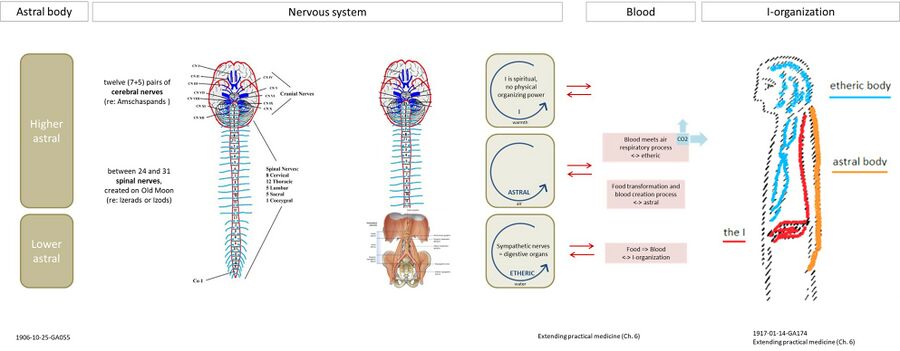 shows (left) the nervous system as the physical instrument of the human astral body , interfacing with the blood and I-organization (right). With the 'lyre of Apollo', see Nerve-sense subsystem#lyre of Apollo, the ancient Greeks referred to Man as a rhythmic being in the harmony of his breathing- and blood-rhythms ... a living musical instrument that reproduces the harmonies and the melos in the cosmos. The breath (through which Man is conjoined with the cosmos) takes hold of the blood circulation (Human 'I' and consciousness) and is playing on the nervous system (strings). See also: Blood and nerves. What occurs in Man through the confluence of the blood- and breathing-rhythms is transmitted to the human brain and transformed into thought-content. Thus Apollo plays on the cosmic-lyre, works upon the nerves, so as to achieve a soul-life within Man. Human consciousness is able to live in different elements such as light (eyes) or air (ears); to relate the above principle to the soul experience of sound or tone in speech and music, see the main description on the Music topic page (based on 1918-06-01-GA271 and 1919-12-30-GA320).