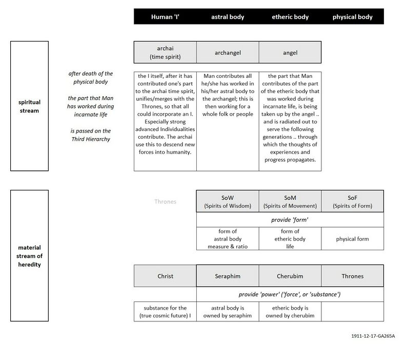 shows how Man's bodily principles is made up of the spiritual hierarchies, and how Man contributes the seeds for future worlds to the Third Hierarchy after death of incarnate life on Earth (see also Schema FMC00.593). The table is an improved variant of the drawing with 1911-12-17-GA265A based on the various notes of this private study hour. Notes: * Substance and form relate to the pillars of the Tree of Life and the logoic principle (Schema FMC00.067A and FMC00.067B) * Regarding the spiritual hierarchies, compare also with a.o. Schema FMC00.058.