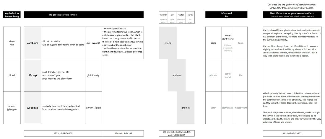 provides a synthetic table summary of the visualization Schema FMC00.616, comparing the three carriers of the life processes in the tree, showing the comparison with the human being, and especially the description of the elemental environment and different spiritual influences. Compare also with Schema FMC00.155 and the the three bodily humors in Man (chyle, lymph, and blood) On the right, from the description of cambium added from another lecture, is the important distinction between the plant life that grows on the tree's cambium, and the plant life that springs directly out of the Earth.