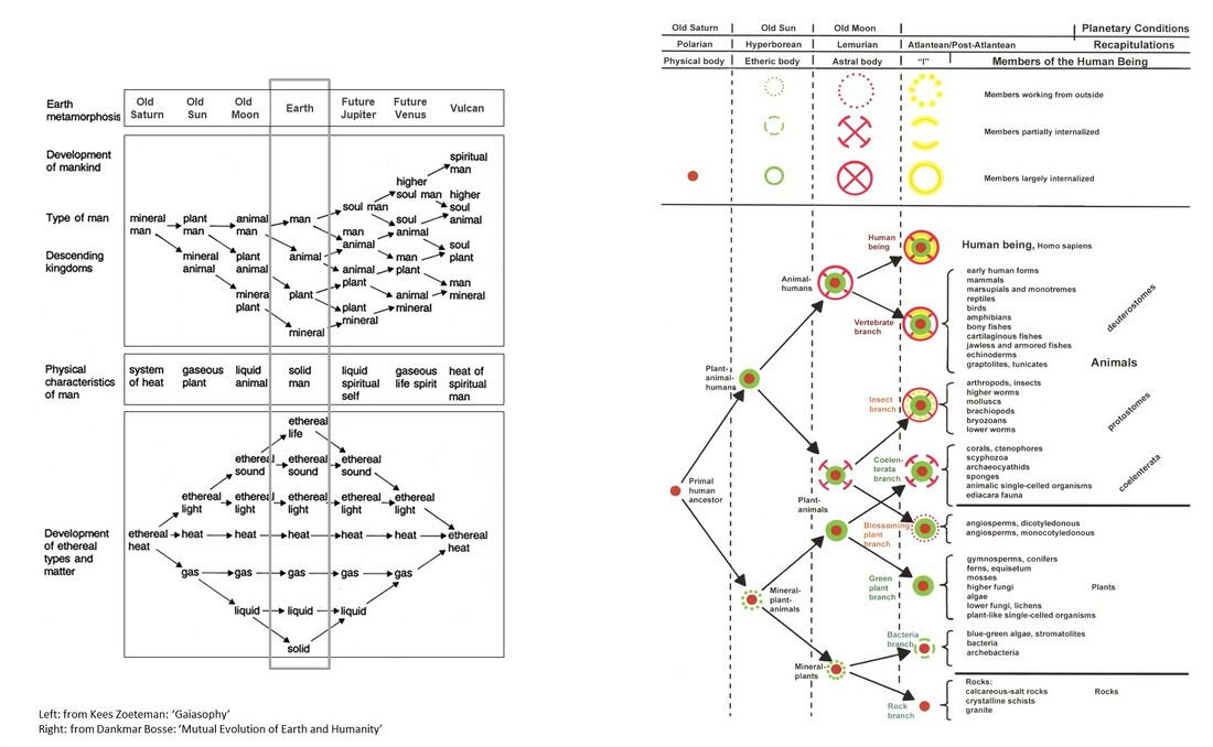 shows two versions of the process of stratification that has led to the development of the current four kingdoms of nature in evolution. In each planetary stage of evolution, there is a segment of laggers that do not attain the full developmental potential or goal. This gives rise to, if one simplifies, a higher and lower kingdom, depending on whether the structural bodily principle (such as etheric, or astral) has been incorporated or not. This way, in each evolutionary stage a kingdom is pushed up - or down - by 'half'. Given the conditions in each planetary stage are vastly different (see left below), one should not imagine or reason about kingdoms or beings as they are in their current form. For example, on Old Saturn, Man was a physical seed in warmth. Furthermore, these schematics dramatically simplify the complete process, as Conditions of Life (CoL) and Form (CoF) with iterative recapitulations are not shown. Within Earth's mineral CoL and physical CoF, the five epochs show (upper right) a recapitulation of all that preceded, which ultimately, after this long evolutionary pathway, results in the current physical kingdoms of nature we know. The last upper branch is the one whereby Man waited for the conditions to be right to incorporate the fourth structural bodily principle of the human 'I'. Souls that descended earlier into physical bodies under conditions that didn't allow to incorporate the human 'I', resulted in the various animal forms (see Schema FMC00.210 and variants), whereby the apes were last and hence closest to the human being. The animals were not able to separate from the astral group souls through the process of individuation, the way humanity does. By the end of Earth evolution, current humanity will also split and divide into an upper and lower human kingdom, based on moral and spiritual maturity, which will lead to and make up two kingdoms on the next planetary stage of evolution Future Jupiter.